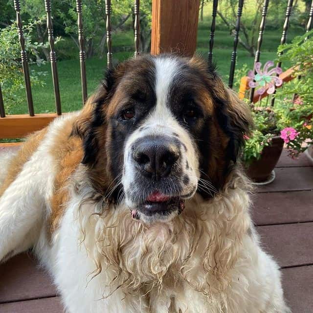 A Saint Bernard dog lying on a porch