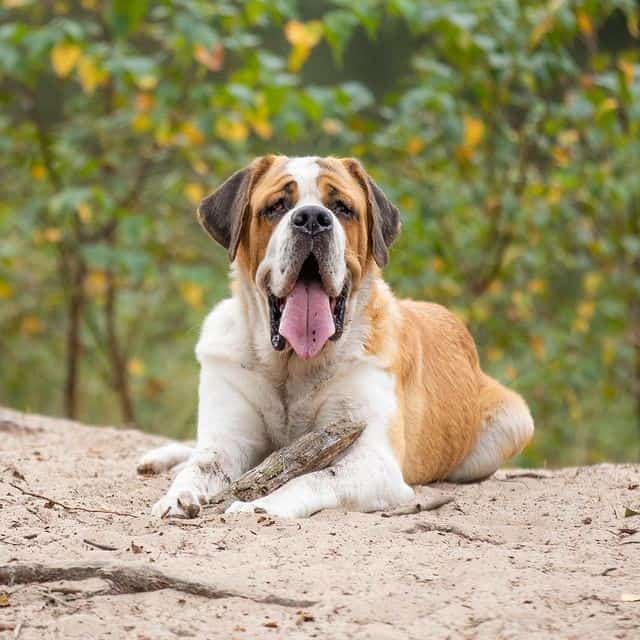 A Saint Bernard dog sticking its tongue out