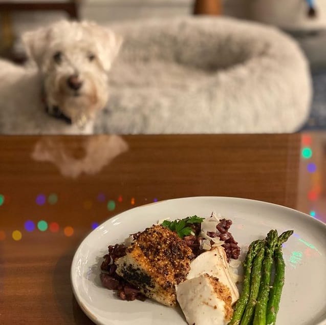 A Schnauzer Poodle mix looking at a meal with asparagus