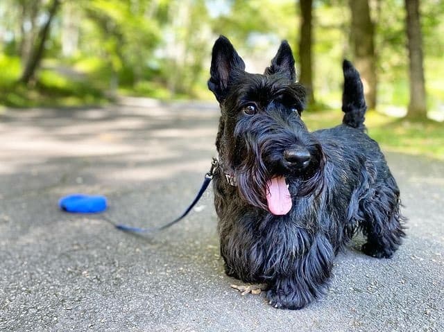 A leashed black Scottish Terrier dog