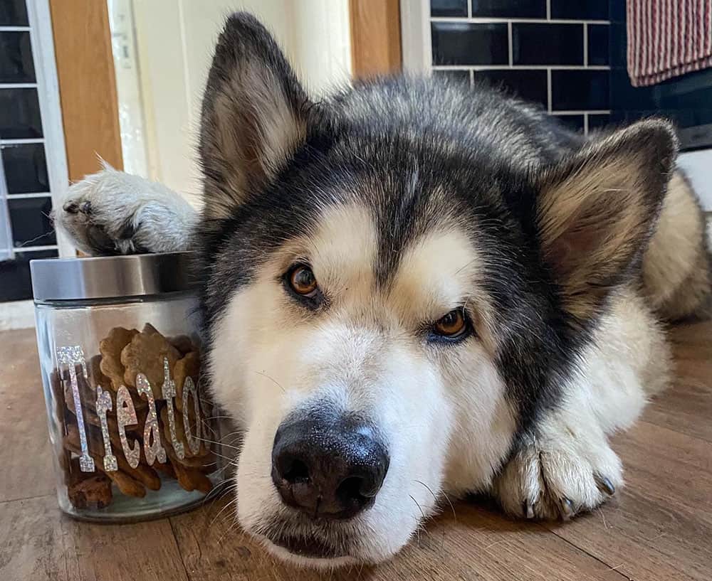 A senior Alaskan Malamute dog got treats inside the glass container