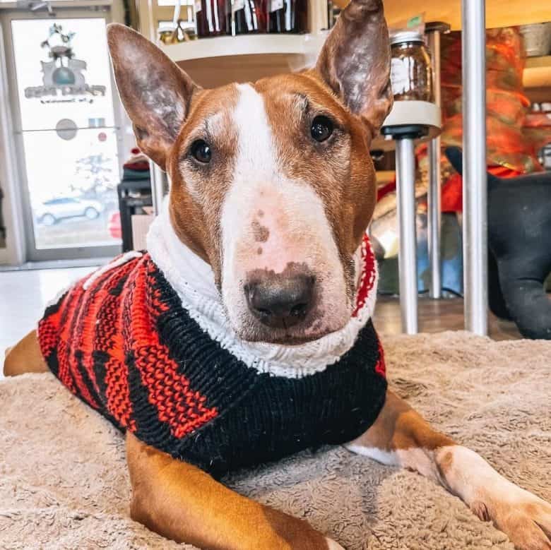 A senior Bull Terrier
