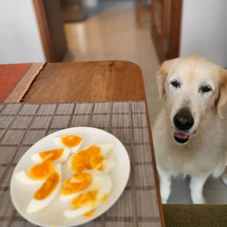 12 Best Dog Foods for Hunting Dogs 2023 (Premium & Budget) K9 