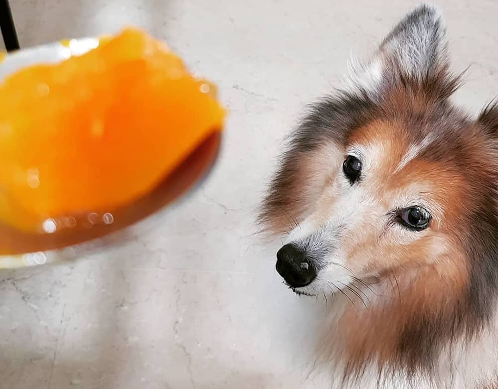 A Sheltie dog waiting for the slice of pumpkin