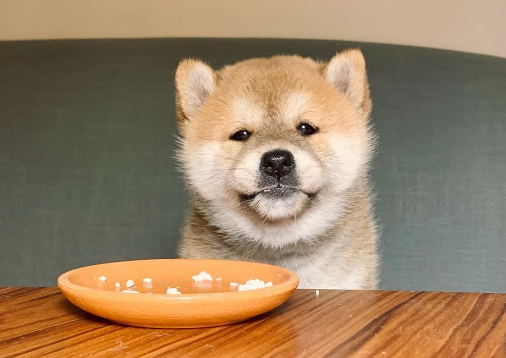 Shiba Inu dog eating meal on the table