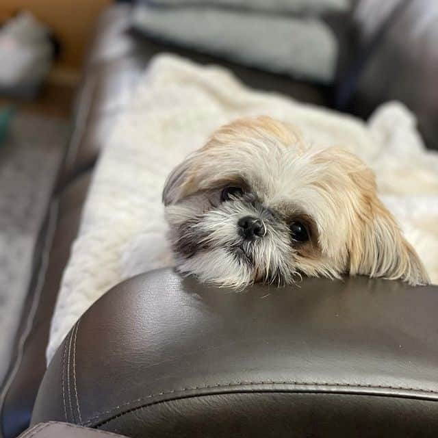 A Shih Tzu sitting on a couch