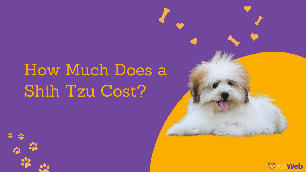 Shih Tzu Price Guide