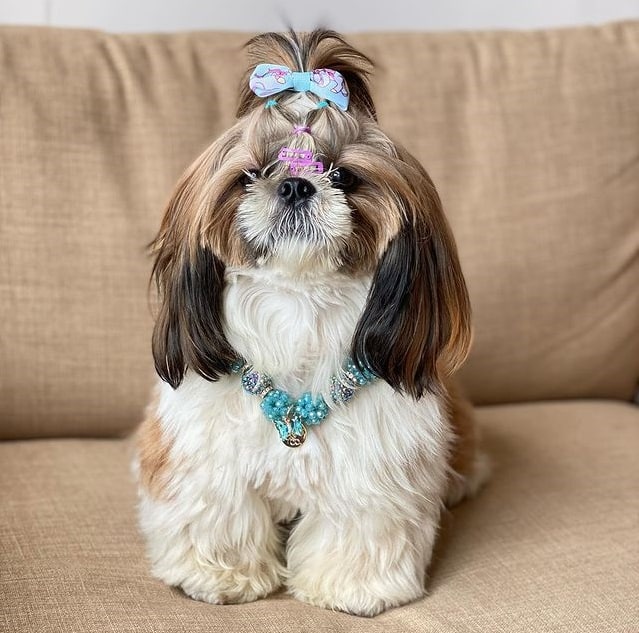 A Shih Tzu sitting on a sofa