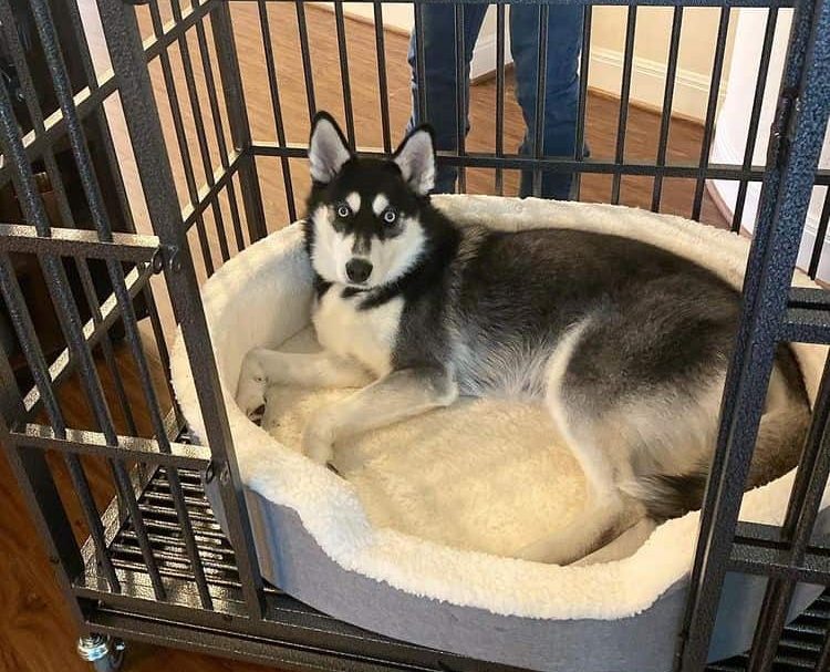 A black-and-white Siberian Husky dog lying on its stomach, on a dog bed, inside a heavy-duty metal dog crate