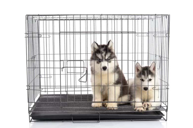 Two Siberian Husky puppies inside a wire dog crate