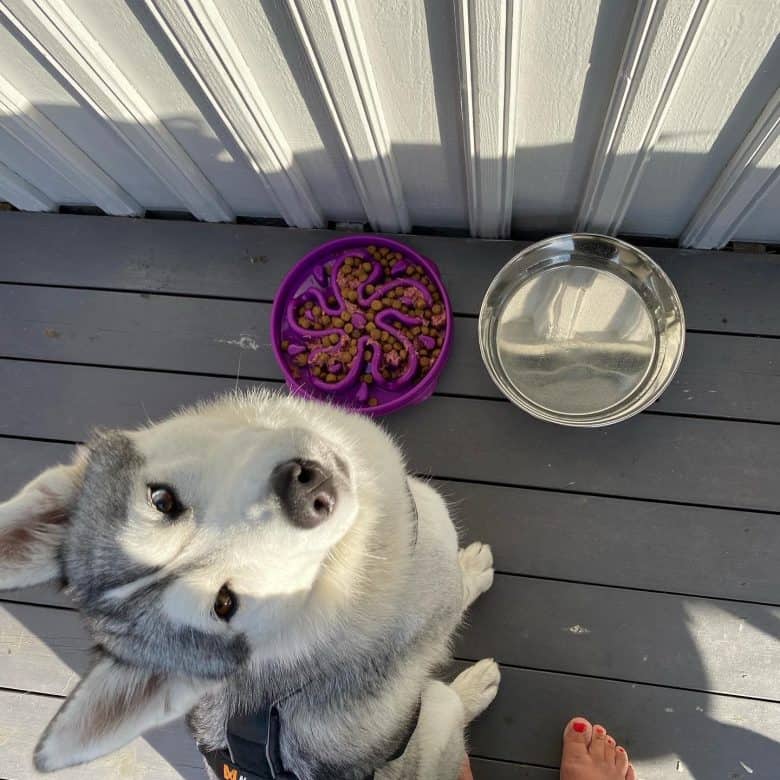 A Siberian Husky puppy with a slow feed dog bowl