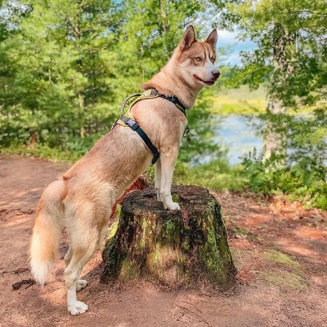 A Siberian Husky standing on a log