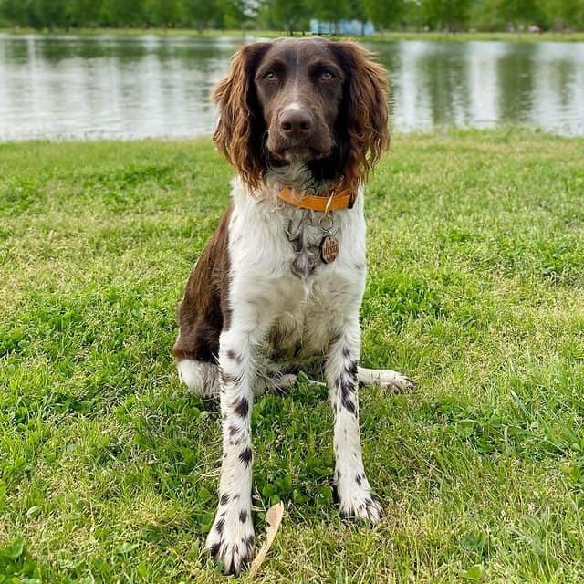 A Small Munsterlander sitting by a river