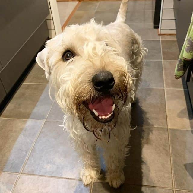 A Soft Coated Wheaten Terrier smiling