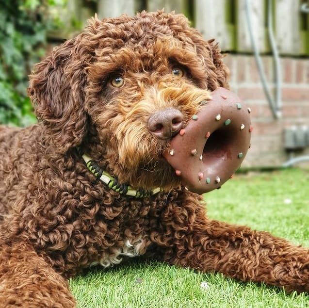 A brown Spanish Water Dog playing with a toy