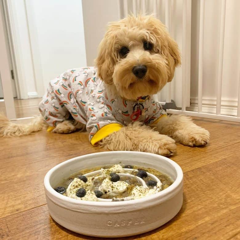 A Spoodle with a slow feed dog bowl