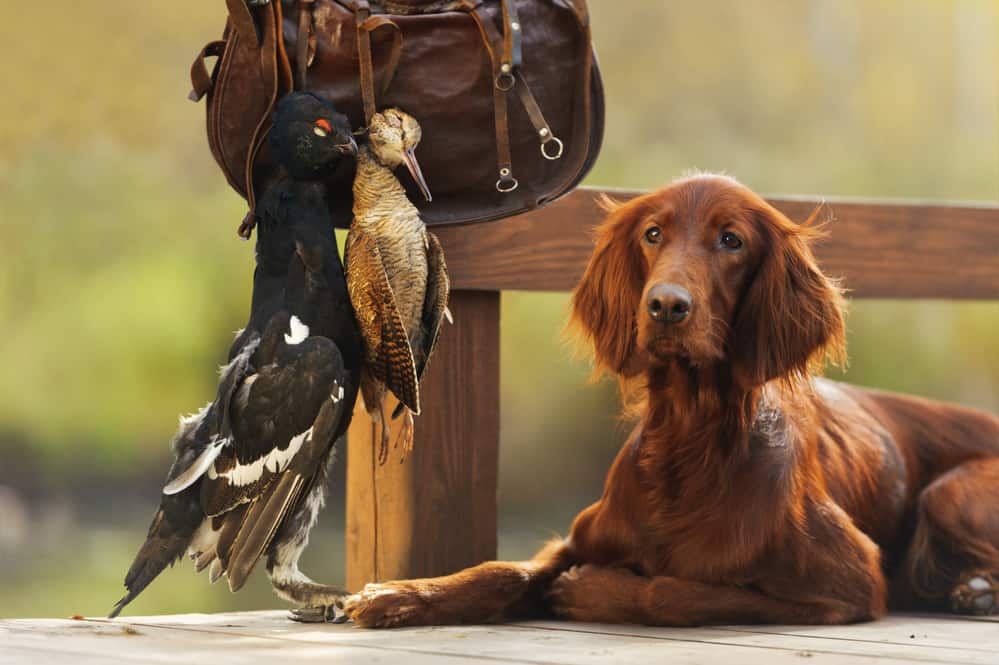 12 Best Dog Foods for Hunting Dogs 2023 (Premium & Budget) K9 