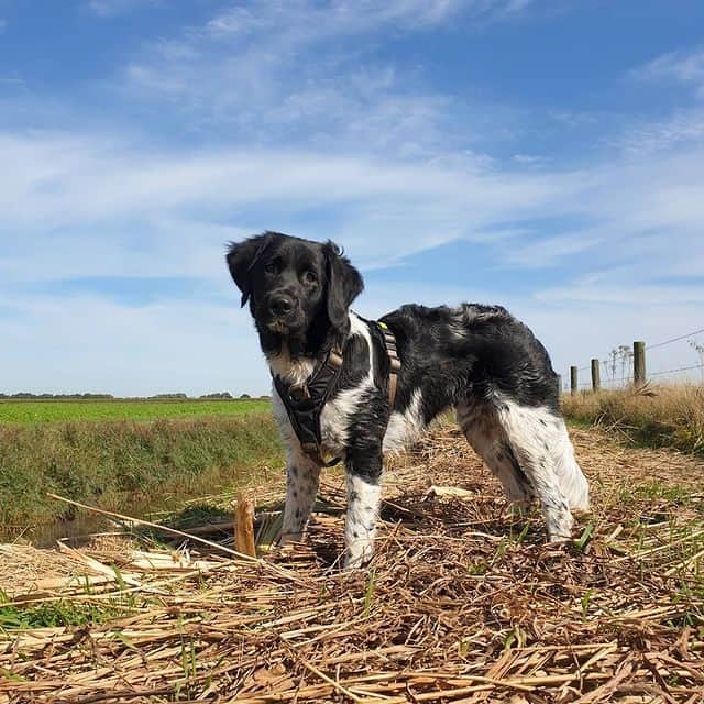 A Stabyhoun standing in the field