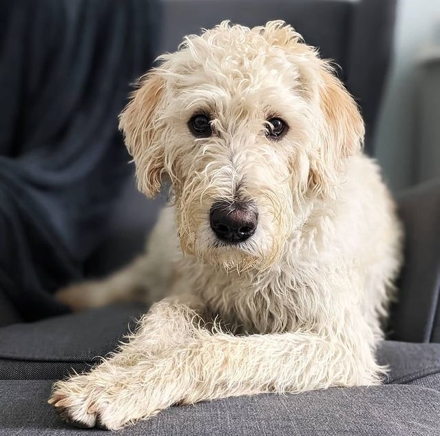 A standard Labradoodle puppy lying on its stomach