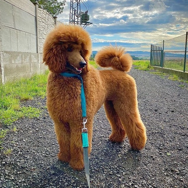 A Standard Poodle standing