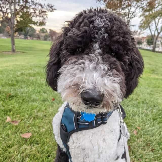 A black-and-white Standard Poodle sits on the grass
