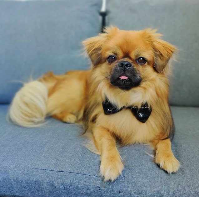 A Tibetan Spaniel sitting on a couch