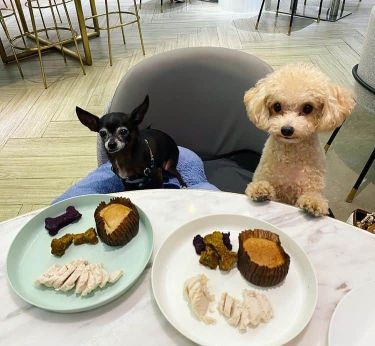 A Chihuahua and a Toy Poodle sitting at a dining table