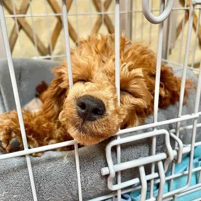 A red Toy Poodle puppy lying inside a wire dog crate