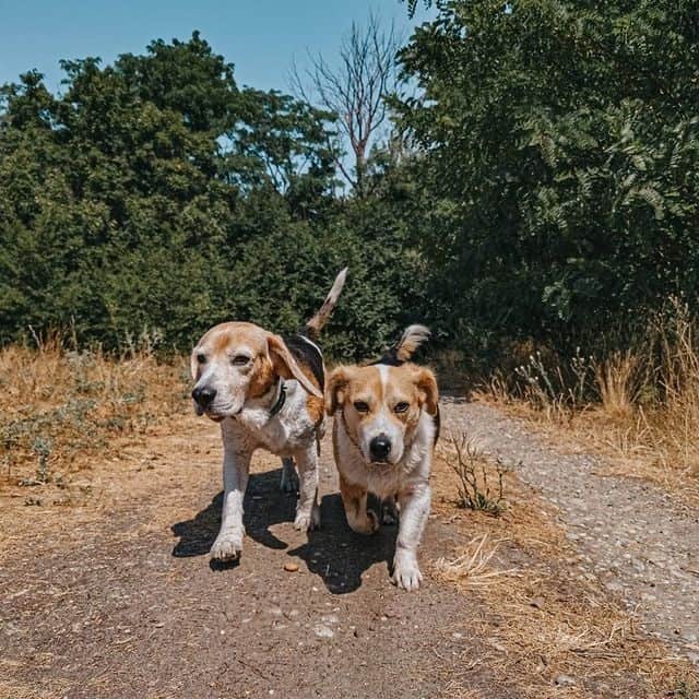 Two Beagles running
