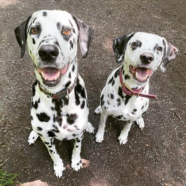 Two Dalmatian dogs looking up and smiling