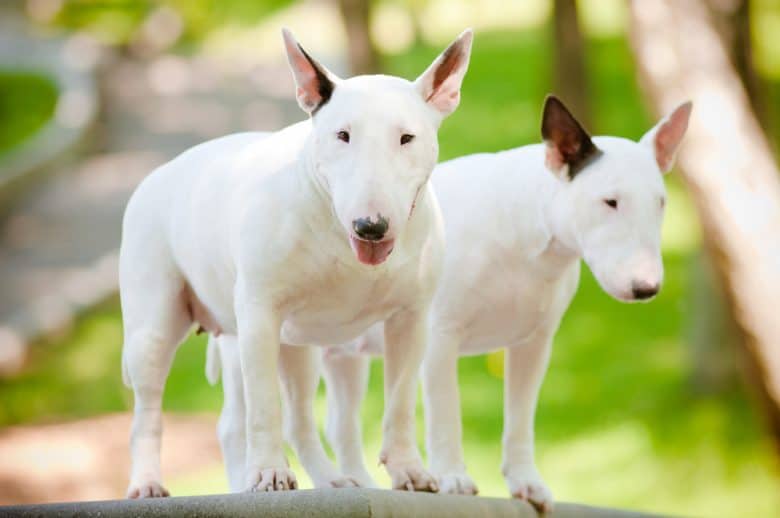 Two white English Bull Terrier dogs