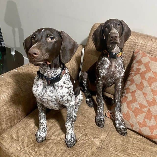 Two German Shorthaired Pointer sitting on a couch