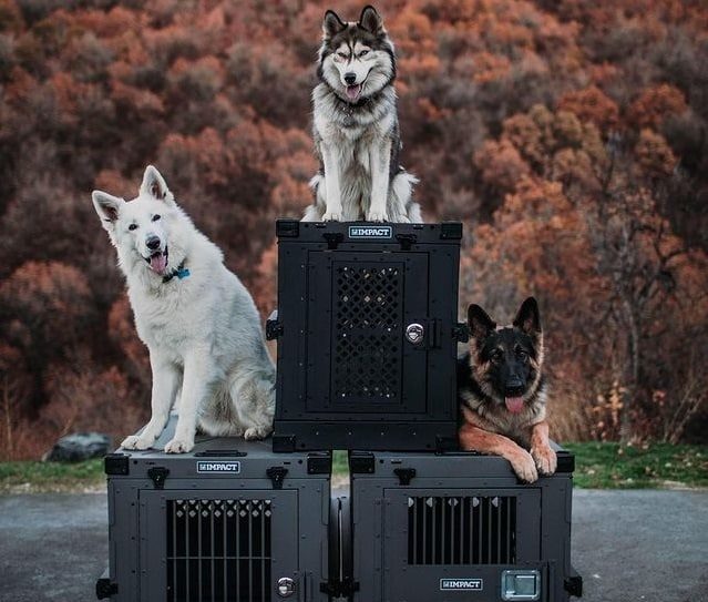 Two Huskies and a GSD each sitting on a metal heavy-duty dog crate