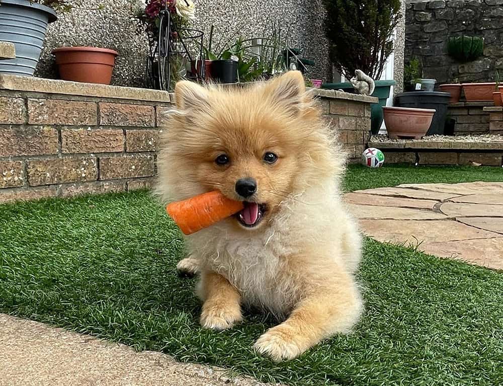 Vegetarian Pomeranian dog eating carrot