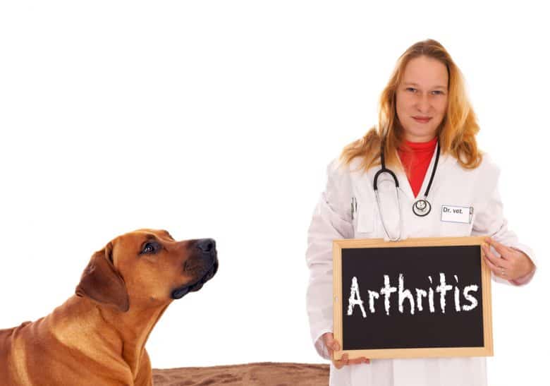 A Veterinarian, with a dog, holding a board saying "Arthritis"