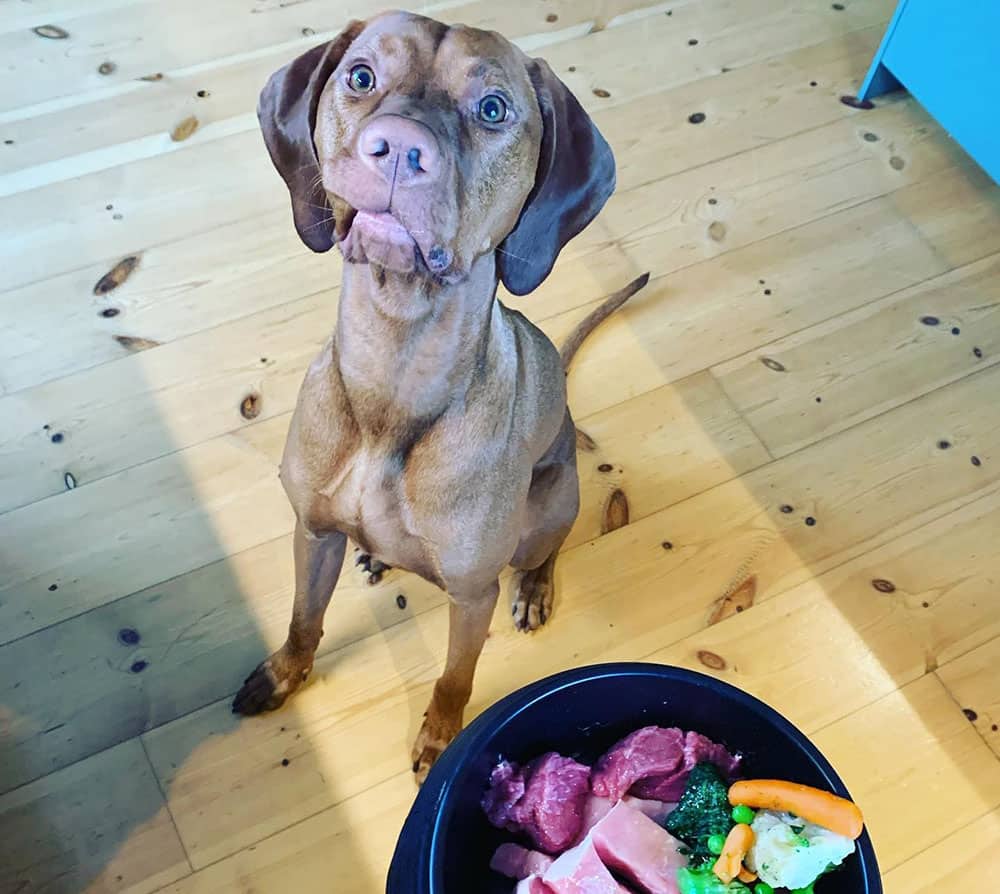 Vizsla dog looking at the owner who is bringing its meal