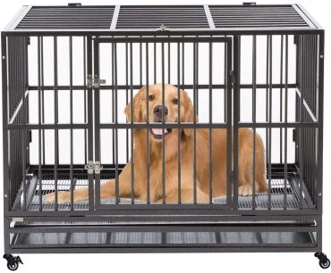 A Golden Retriever dog lying inside a Walnest Double Door Dog Crate