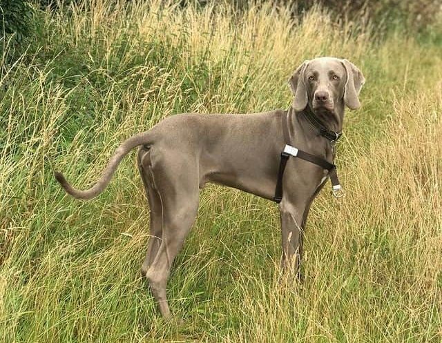 A Weimaraner standing in a field