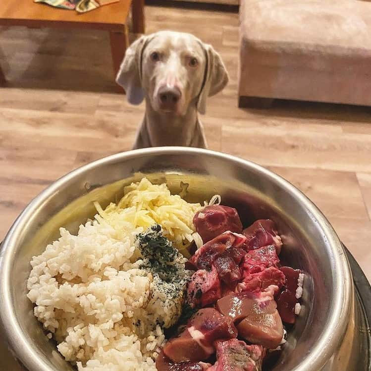 A Weimaraner looking at a food bowl