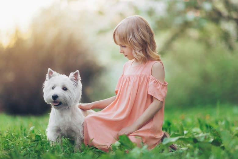 A West Highland White Terrier and a girl