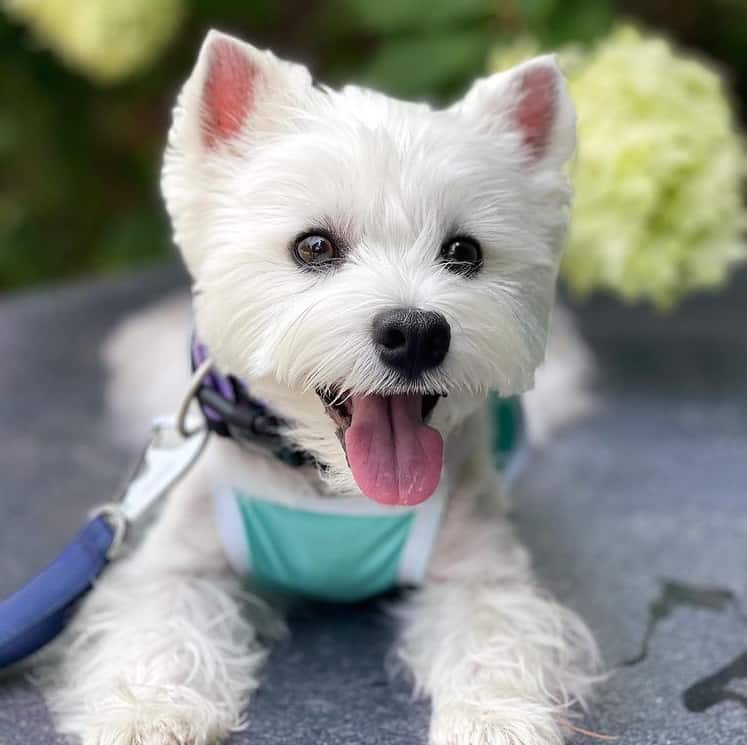 A West Highland White Terrier smiling with its tongue out
