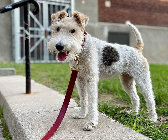 A leashed Wire Fox Terrier dog standing