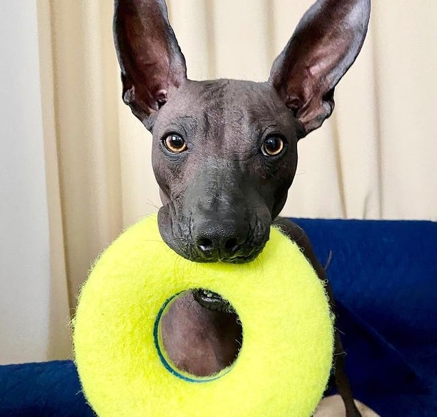 A Xoloitzcuintli with a toy in its mouth
