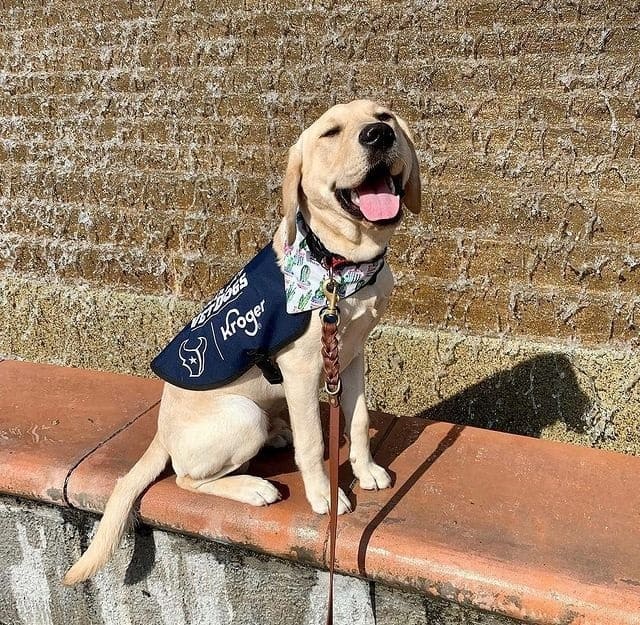 A leashed yellow Labrador Retriever smiling