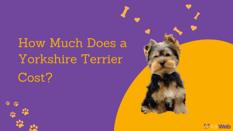 Yorkshire Terrier Price Guide