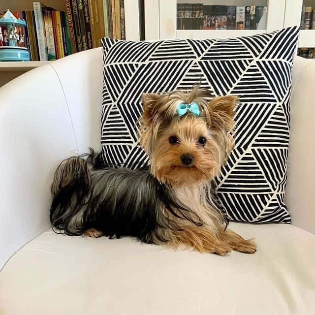A Yorkshire Terrier comfortably sits on a chair