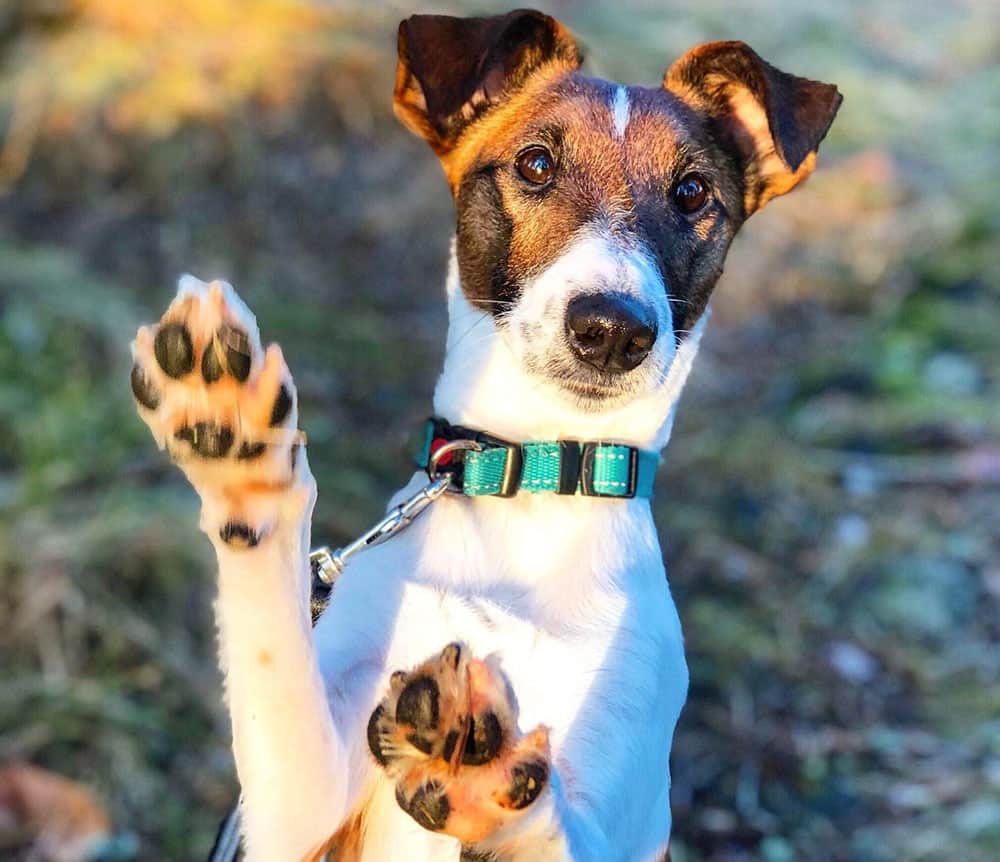 Adorable Smooth Fox Terrier with paws up