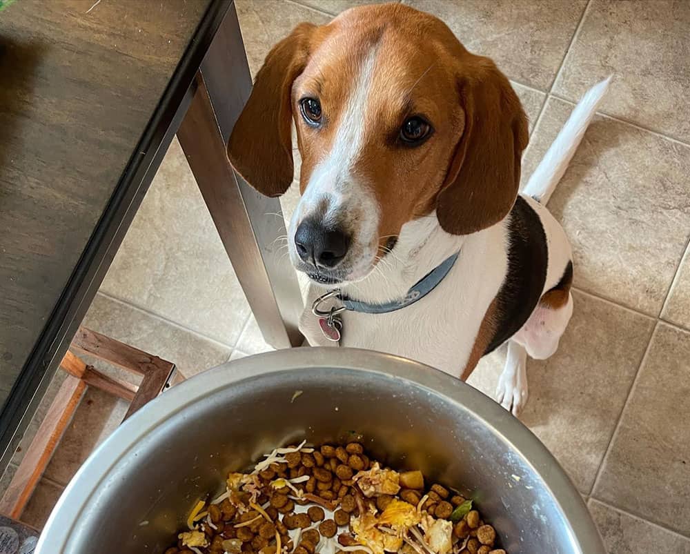 American Foxhound dog having kibble meal mix with egg and cheese