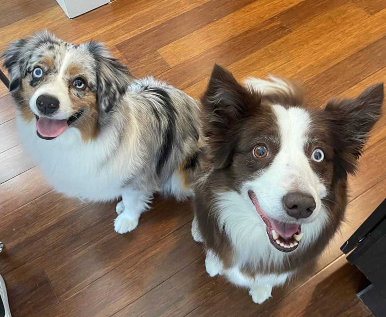 An Australian Shepherd and a Border Collie together smiling