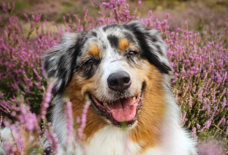 A smiling Australian Shepherd in a flower field